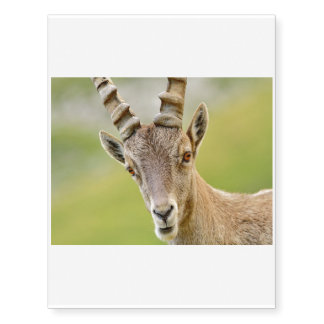 Portrait of an ibex temporary tattoos