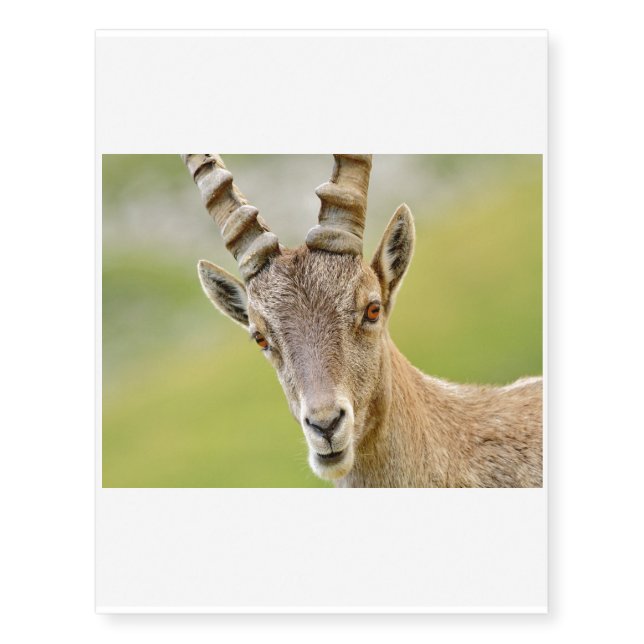 Portrait of an ibex temporary tattoos (Front)