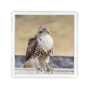 Portrait of an Immature Red Tailed Hawk Acrylic Tray