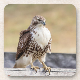 Portrait of an Immature Red Tailed Hawk Drink Coaster
