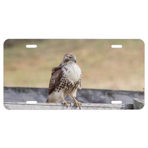 Portrait of an Immature Red Tailed Hawk License Plate