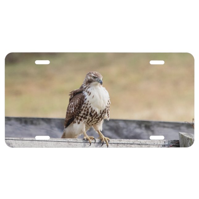 Portrait of an Immature Red Tailed Hawk License Plate (Front)