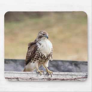 Portrait of an Immature Red Tailed Hawk Mouse Pad
