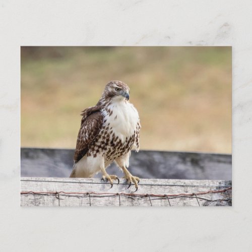 Portrait of an Immature Red Tailed Hawk Postcard