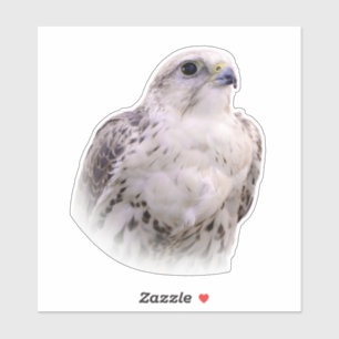 Portrait of an Inquisitive Saker Falcon Sticker