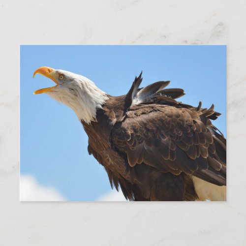 Portrait of bald eagle postcard