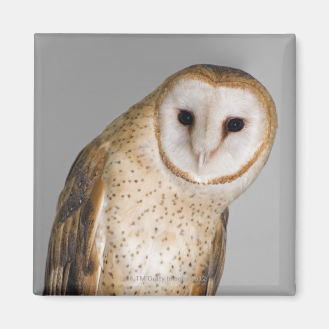 Portrait of barn owl (Tyto alba). Magnet (Front)