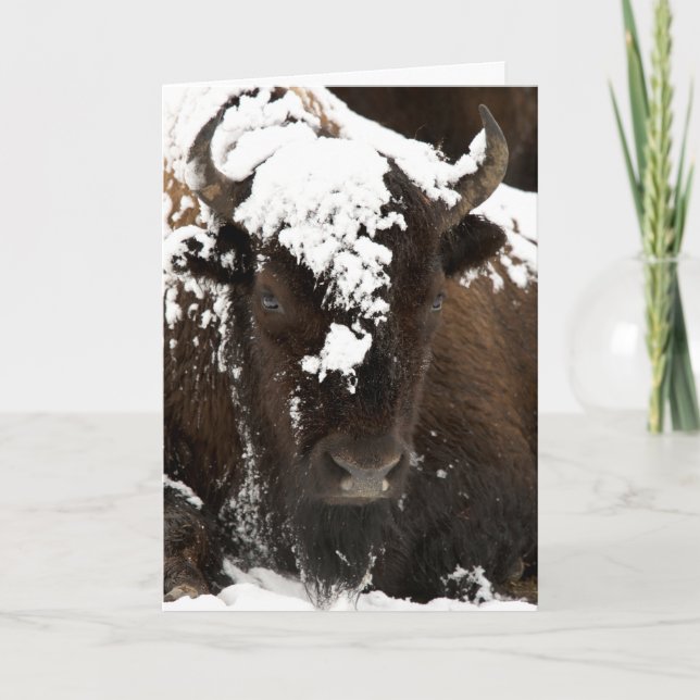 Portrait of Bison Covered in Snow Holiday Card (Front)