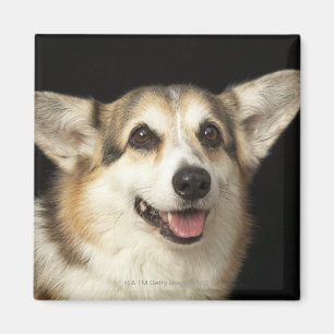 Portrait of black, brown and white Corgi Magnet