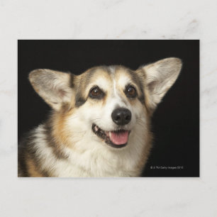 Portrait of black, brown and white Corgi Postcard