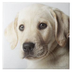 Portrait of blond Labrador Retriever Puppy Ceramic Tile