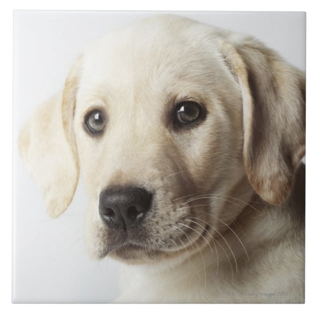 Portrait of blond Labrador Retriever Puppy Ceramic Tile (Front)