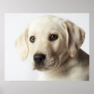 Portrait of blond Labrador Retriever Puppy Poster