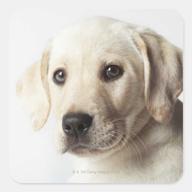 Portrait of blond Labrador Retriever Puppy Square Sticker (Front)