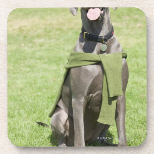 Portrait of Blue Great Dane Beverage Coaster