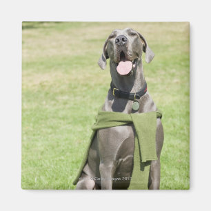 Portrait of Blue Great Dane Magnet