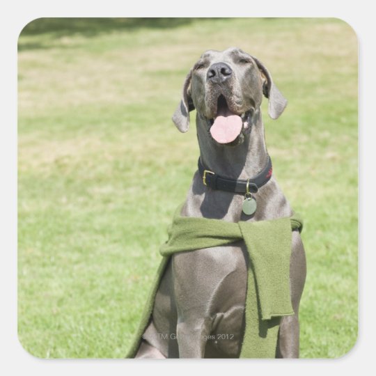 Portrait of Blue Great Dane Square Sticker