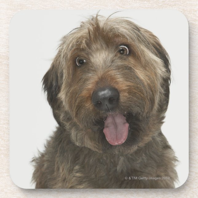 Portrait of Briard dog Beverage Coaster (Front)