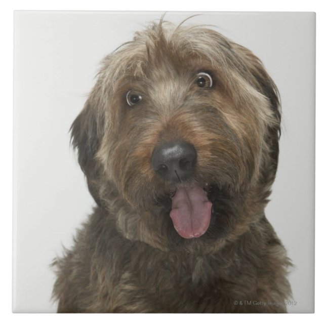 Portrait of Briard dog Ceramic Tile (Front)