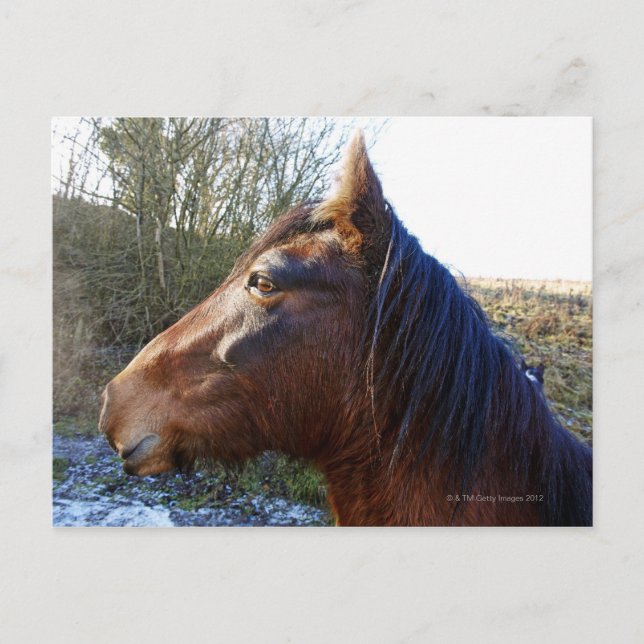 Portrait of brown horse on cold day staring into postcard (Front)