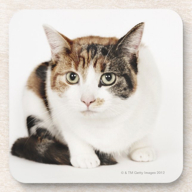 Portrait of Calico cat Beverage Coaster (Front)