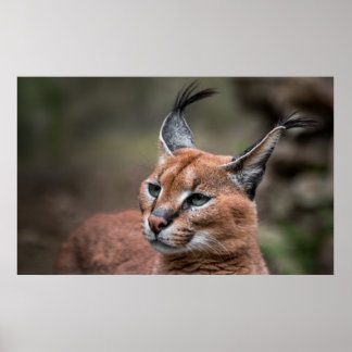 Portrait of Caracal Poster