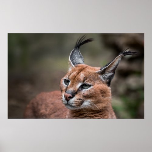 Portrait of Caracal Poster
