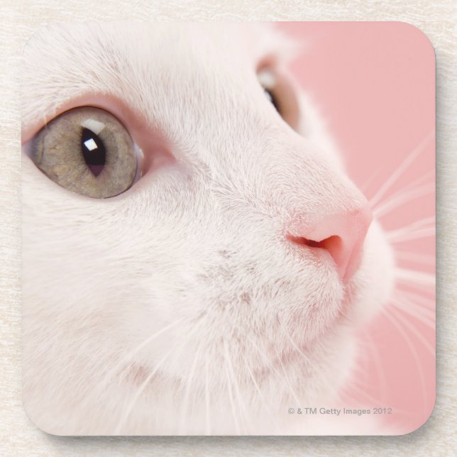 Portrait of cat beverage coaster (Front)