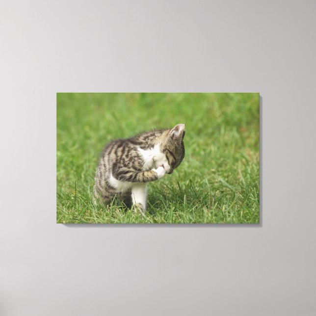 Portrait of Cat Canvas Print (Front)