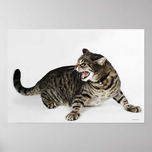 Portrait of cat hissing poster (Front)