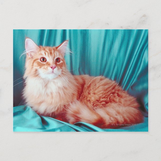 Portrait of cat postcard (Front)