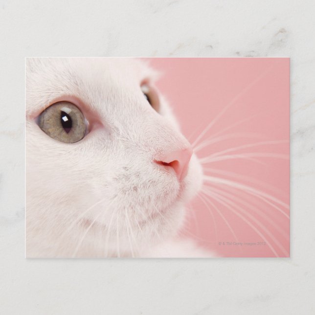 Portrait of cat postcard (Front)