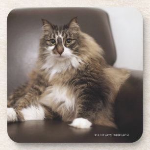 Portrait Of Cat Sitting In Chair Coaster