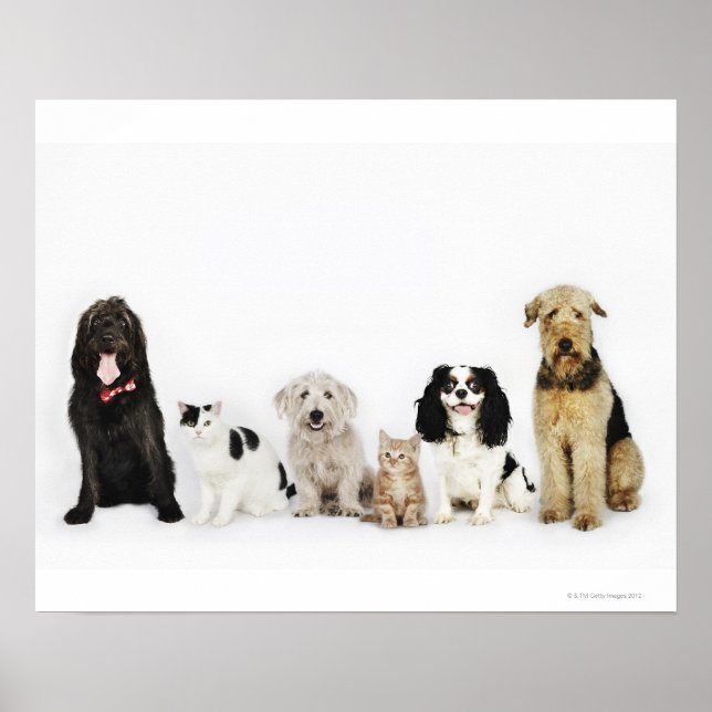 Portrait of cats and dogs sitting together poster (Front)