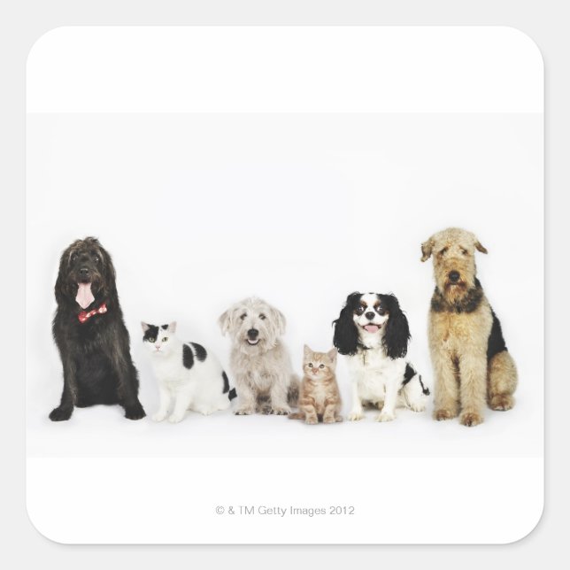 Portrait of cats and dogs sitting together square sticker (Front)