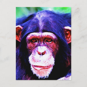 Portrait of Chimpanzee Postcard