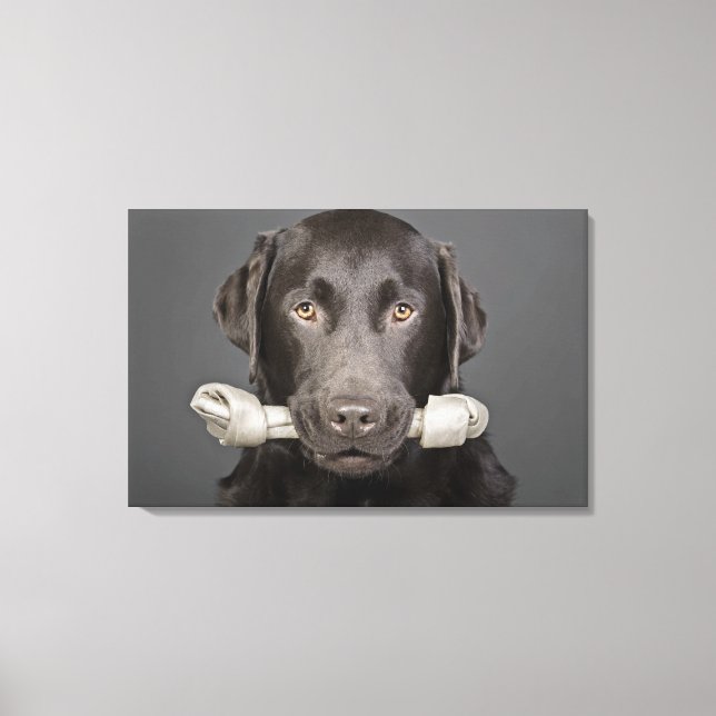 Portrait of chocolate labrador canvas print (Front)