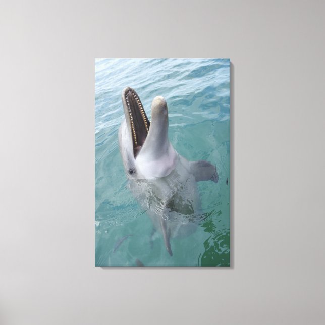 Portrait of Common Bottlenose Dolphin, Caribbean Canvas Print (Front)