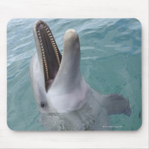 Portrait of Common Bottlenose Dolphin Caribbean Mouse Pad