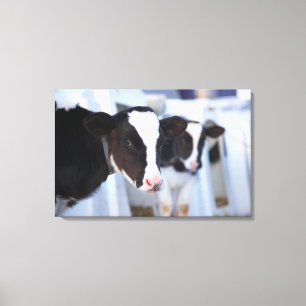 Portrait of cow canvas print