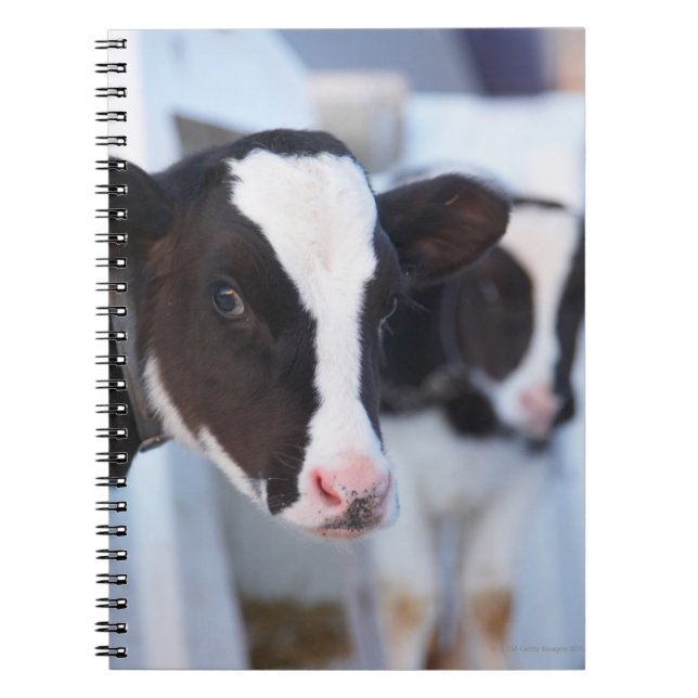 Portrait of cow notebook (Front)