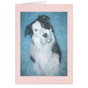 portrait of cute border collie dog with teddy cards