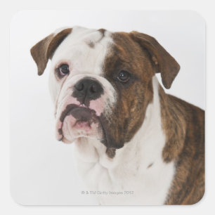 Portrait of cute bulldog pup square sticker