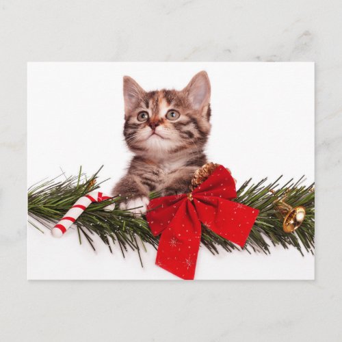 Portrait Of Cute Christmas Kitten Holiday Postcard