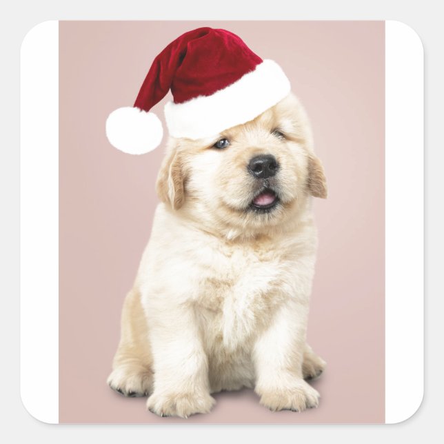 Portrait Of Cute Golden Retriever Square Sticker (Front)