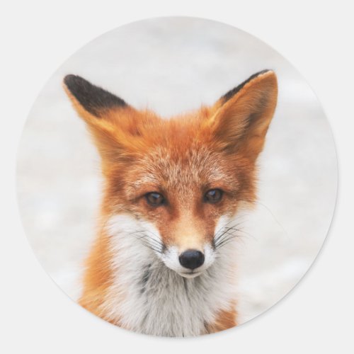 Portrait of cute wild red fox with beautiful eyes classic round sticker