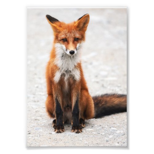 Portrait of cute wild red fox with beautiful eyes photo print