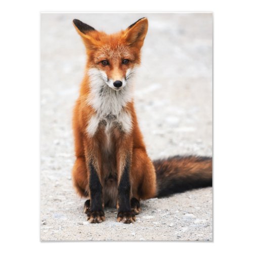 Portrait of cute wild red fox with beautiful eyes photo print