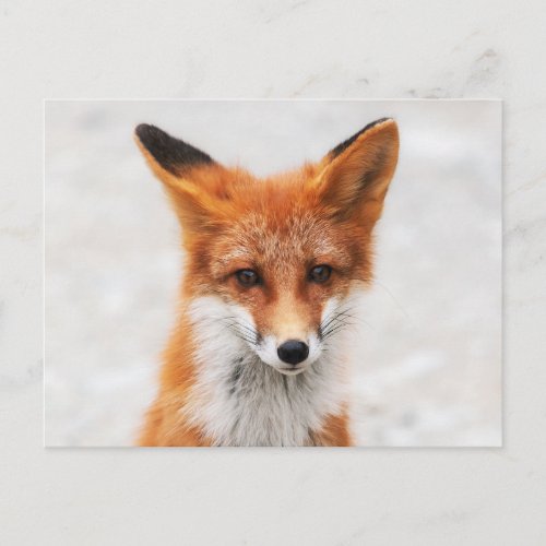 Portrait of cute wild red fox with beautiful eyes postcard