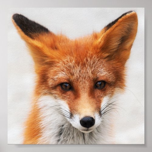 Portrait of cute wild red fox with beautiful eyes poster